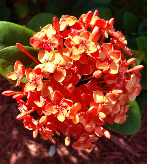 Ixora blossoms