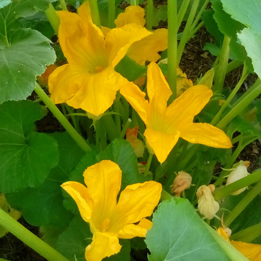 Zucchinni Blossoms