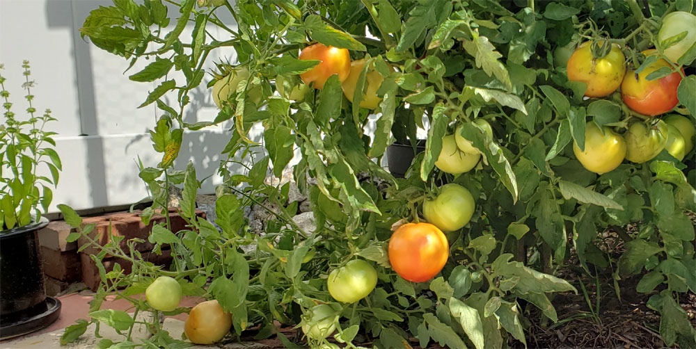 Beefsteak Tomatoes