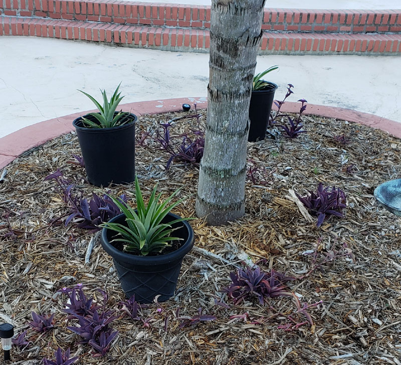 Potted pineapples around palm tree