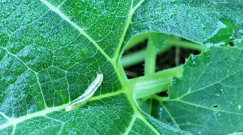 squash worm on zucchini leaf