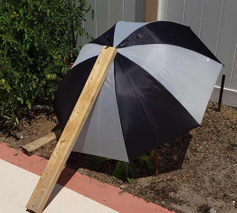 sun-brella over swiss chard