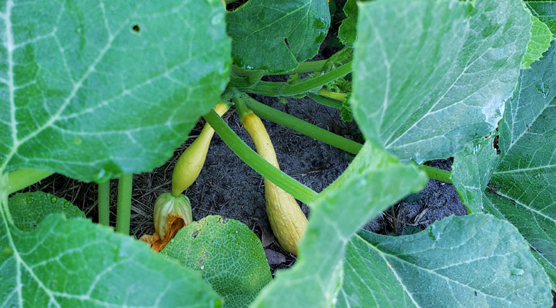 yellow crookneck squash