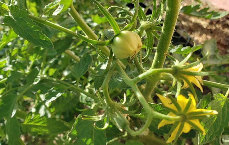 First Tomato 2020