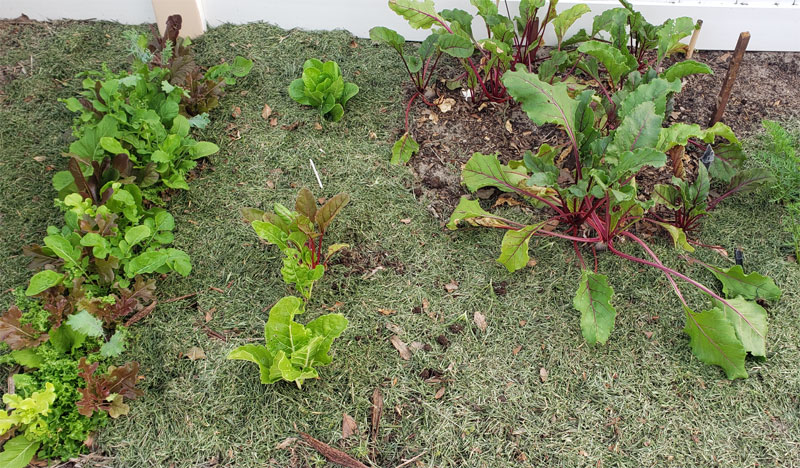 mixed greens and beets