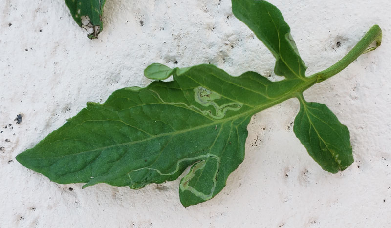 leaf miner on tomato leaf