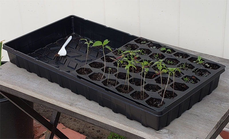 leggy pepper seedlings