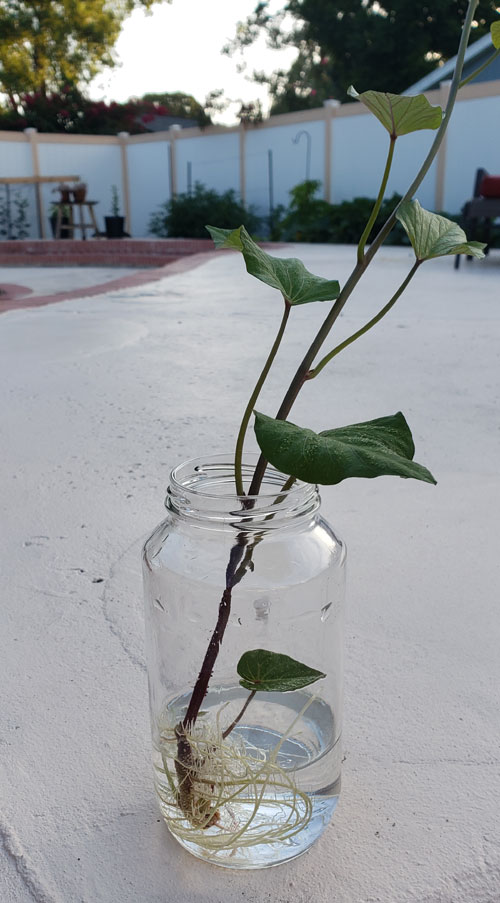 sweet potato slip in glass jar