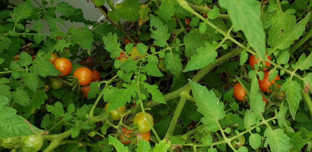 cherry tomatoes on vines