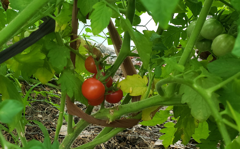 cherry tomatoes on vines