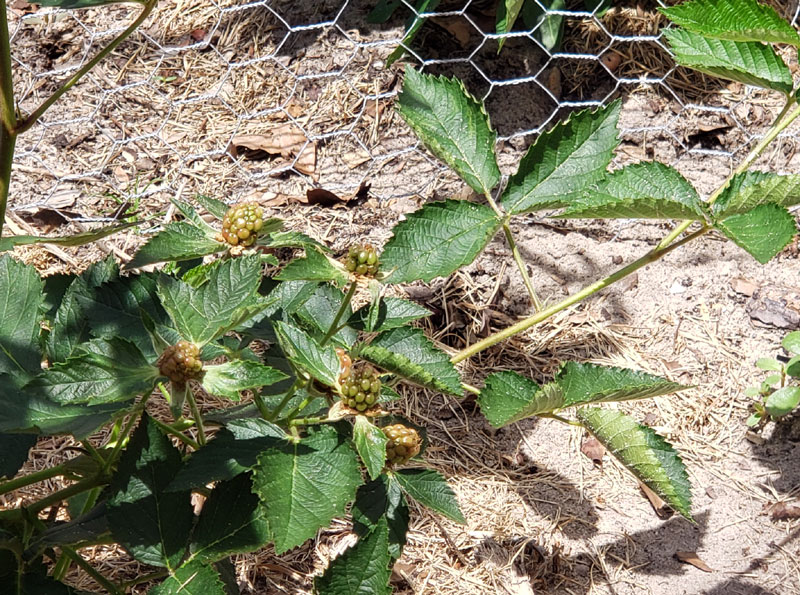 green blackberries