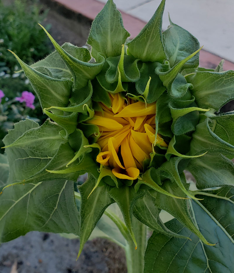 new sunflower