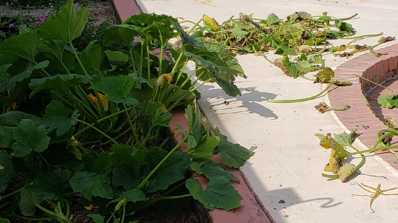 unhealthy zucchini plants