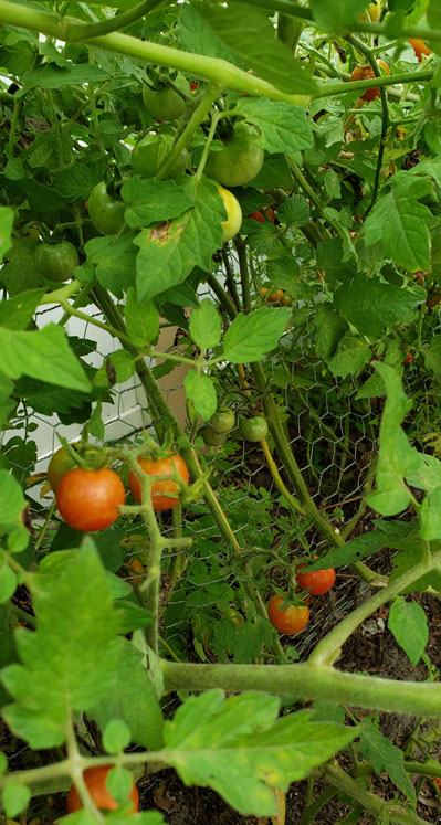 cherry tomatoes on vine