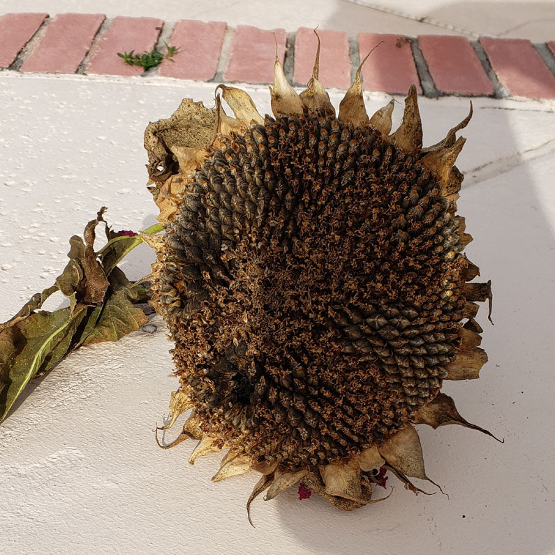 drying sunflower