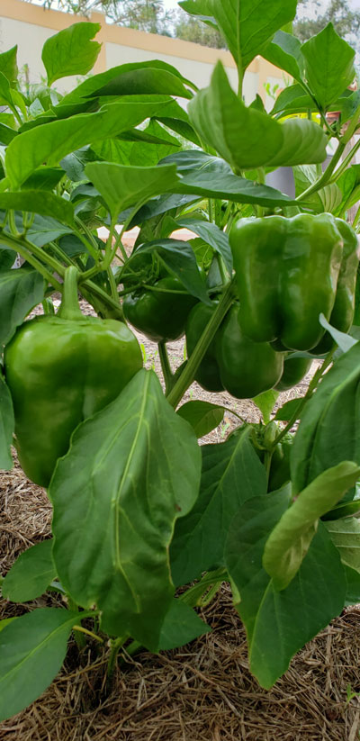 four green peppers on the bush