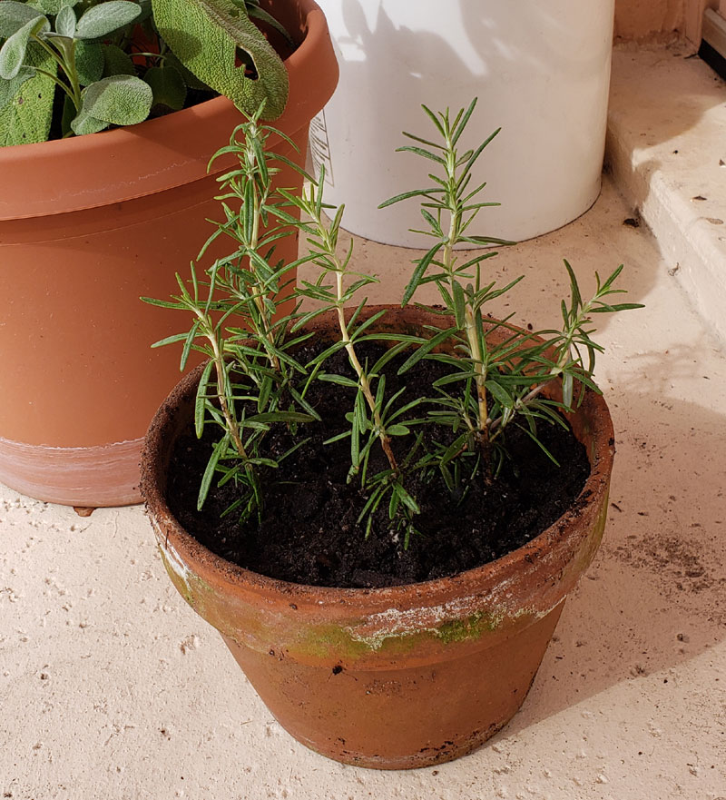 potted rosemary