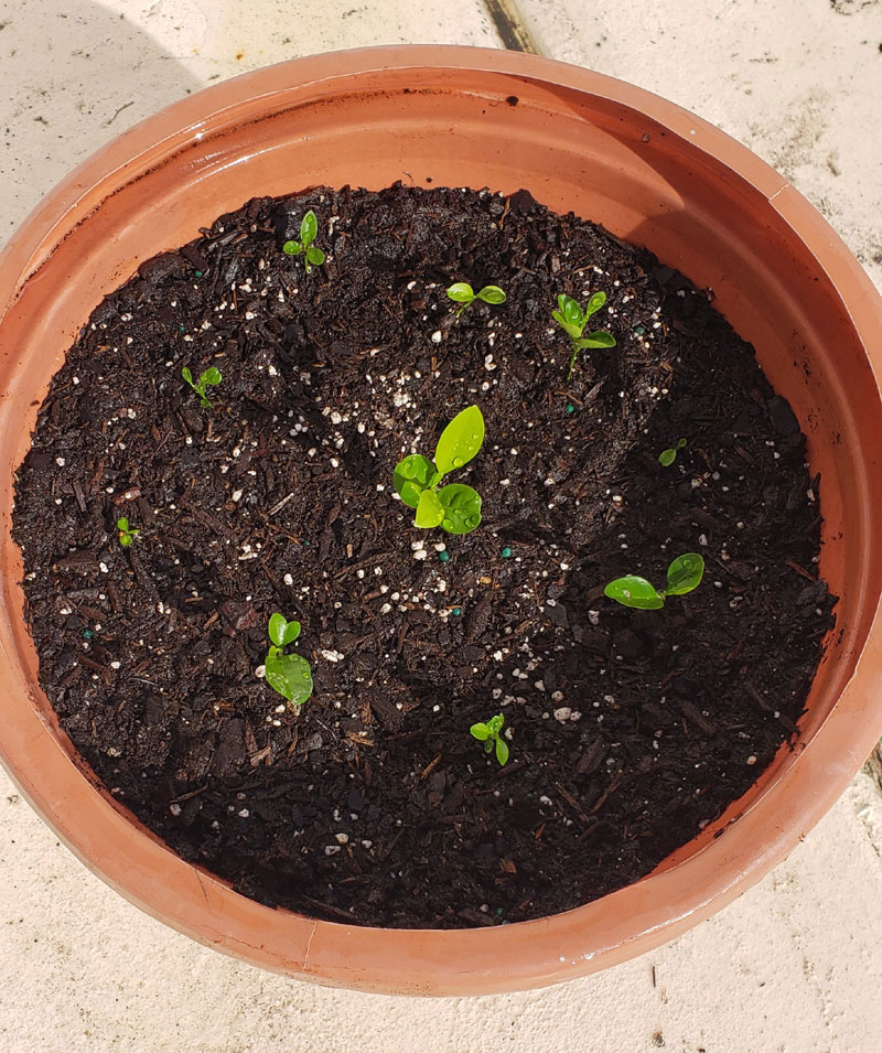 Potted kumquat