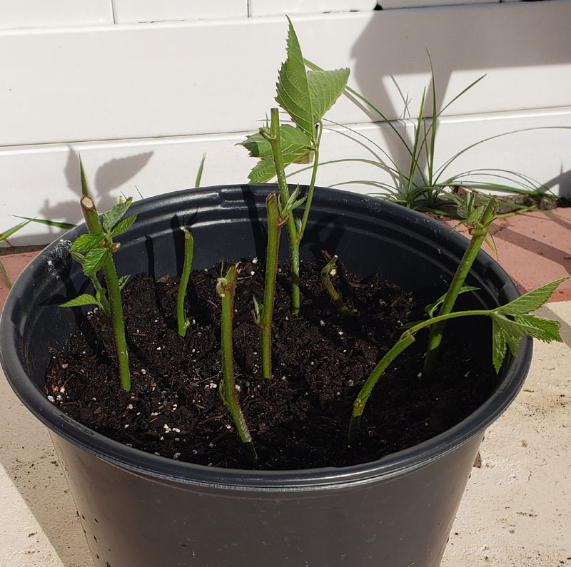 propagating blackberry canes