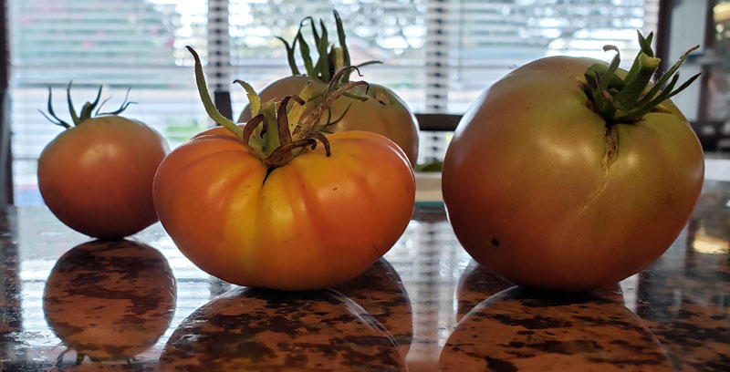 summer tomatoes on counter