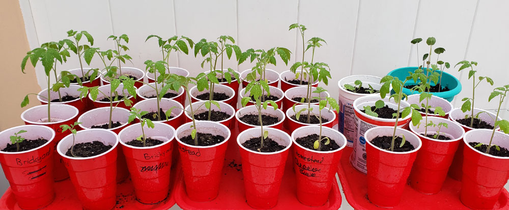 fall tomatoes in red cups