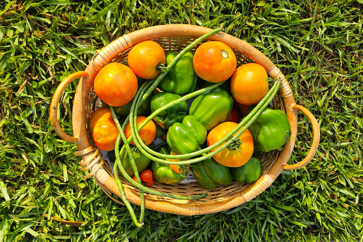 Photo of harvest basket sitting on the lawn. Tomatoes, peppers, and long beans are arranged decorativly.