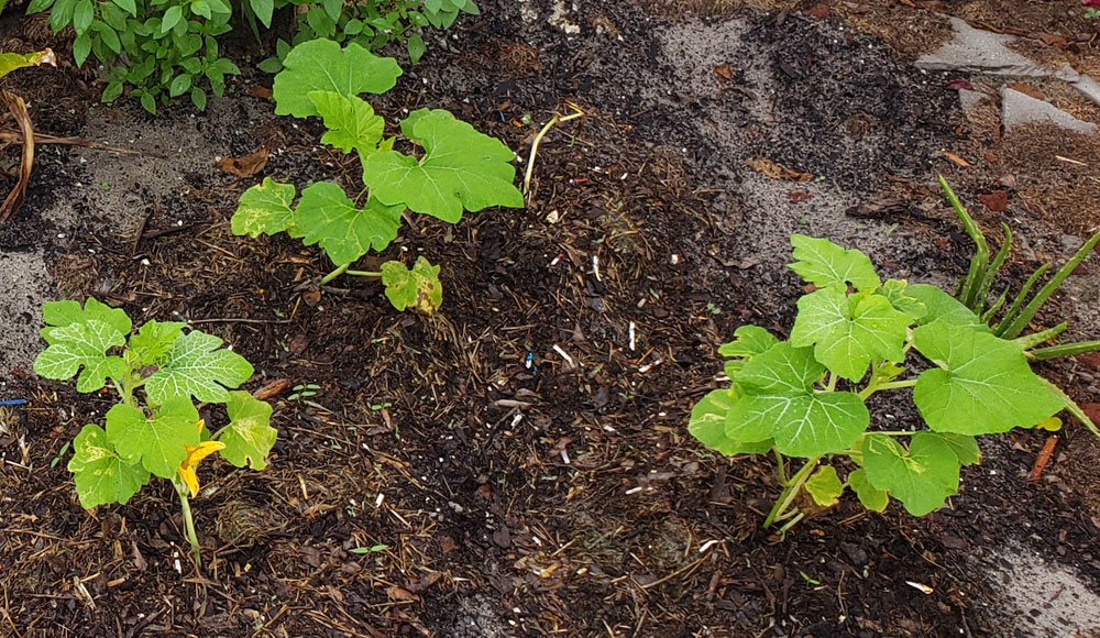 pumpkin seedlings