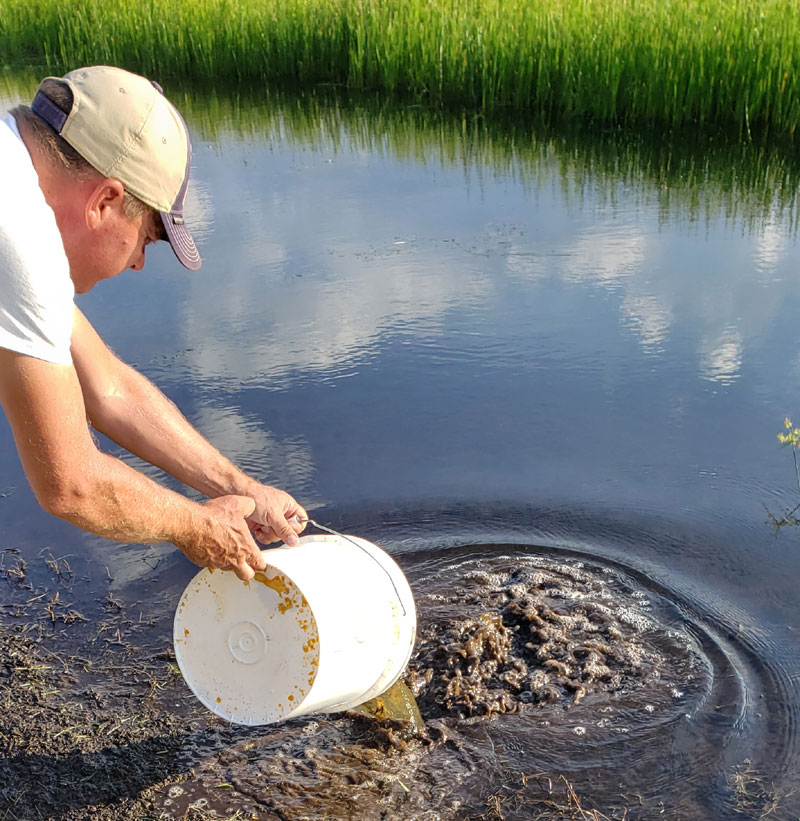 pouring tadpoles into the lake