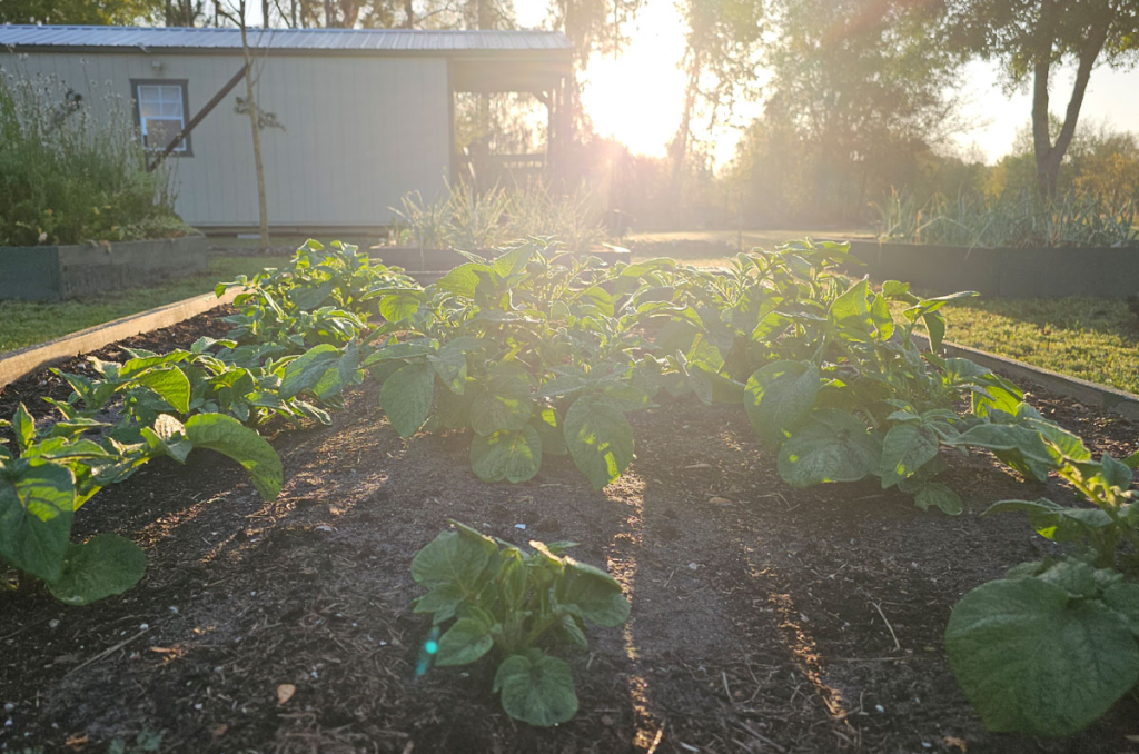 Photo of sunrise over raised bed of new potato plants.