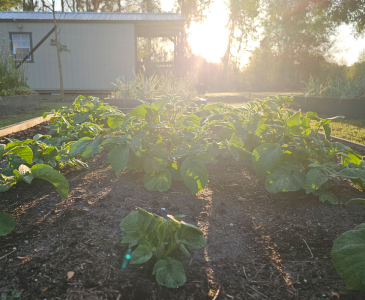 Photo of sunrise over raised bed garden.