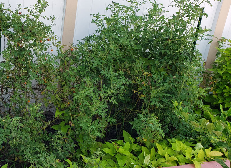 cherry tomato and sweet potato plants