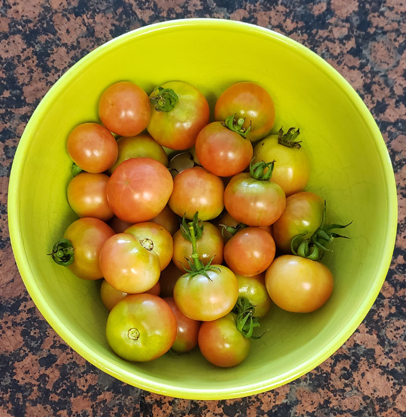 bowl of ripening tomatoes