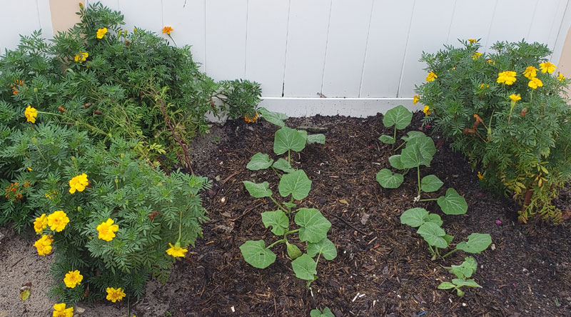 butternut squash between marigolds