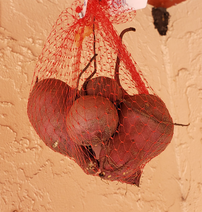 hanging sweet potatoes 