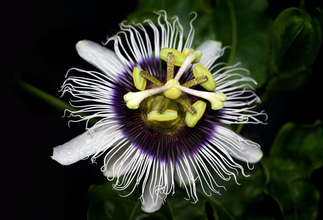 passion fruit blossom