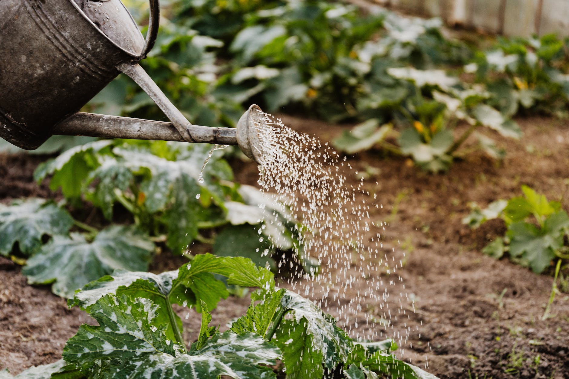 close up photo of watering crops