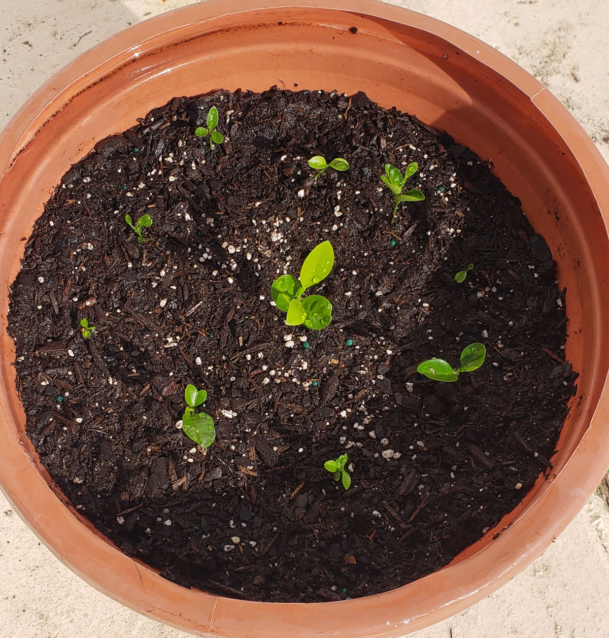 seedlings in a clay pot sprouting up from potting soil