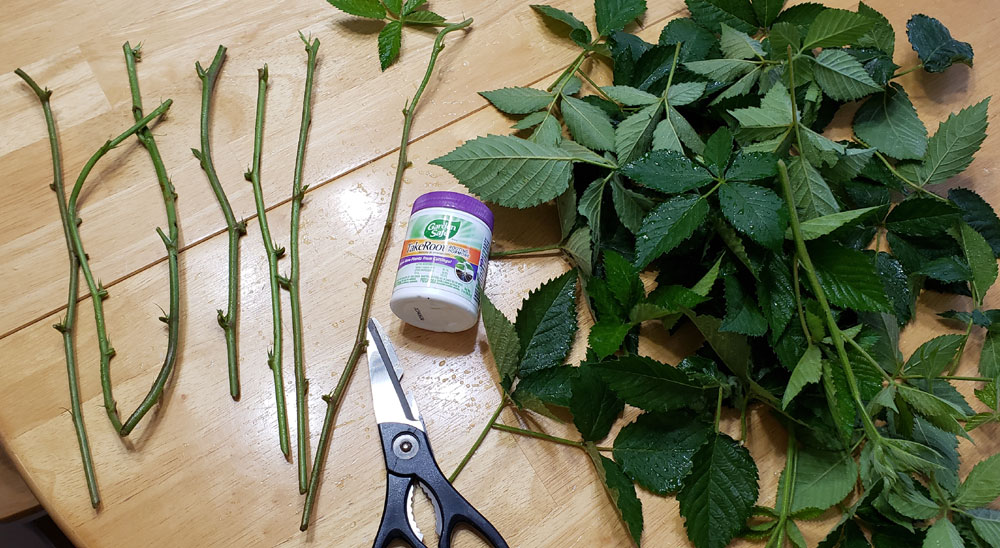 propagating blackberries