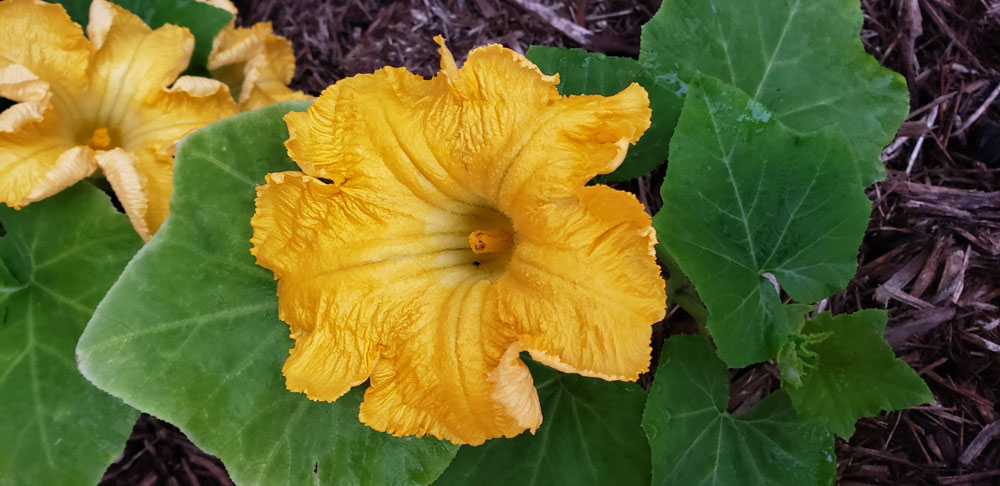 pumpkin blossoms