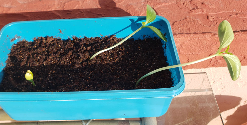 pumpkin seedlings