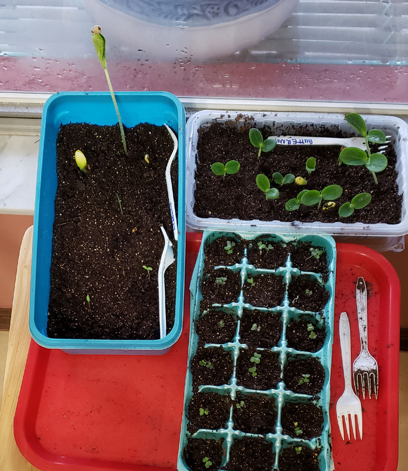 seed trays using recycled items