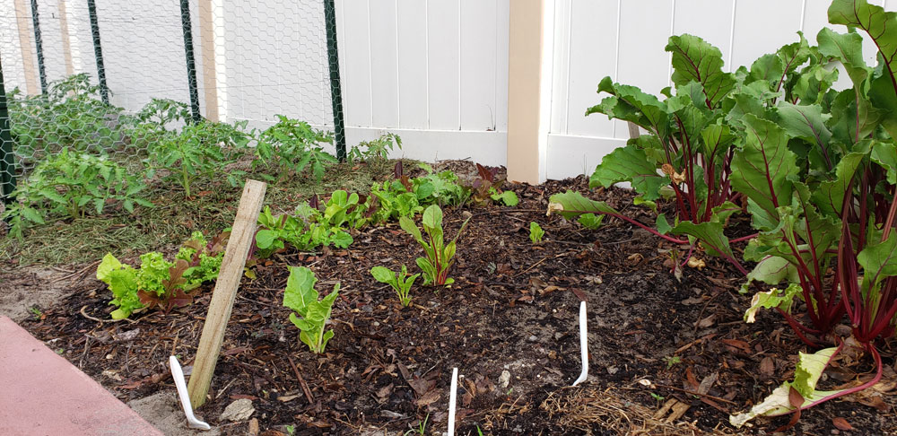 The Frugal 5 – Frugal in the Garden - Our Frugal Florida Homestead