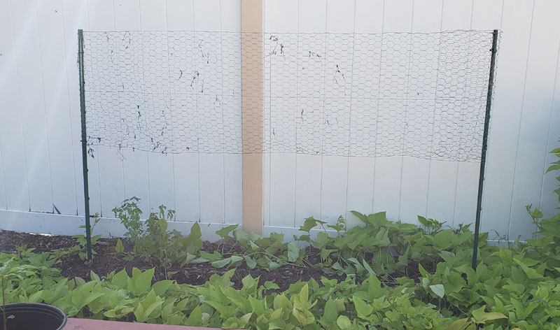 sweet potato vines and trellis