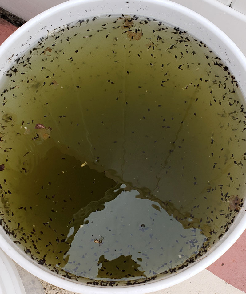 tadpoles in a bucket