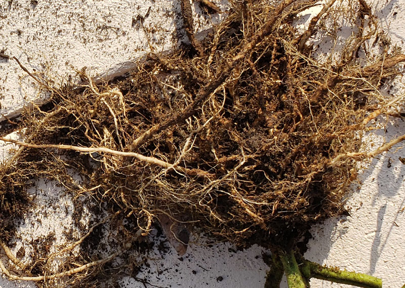 tomato roots