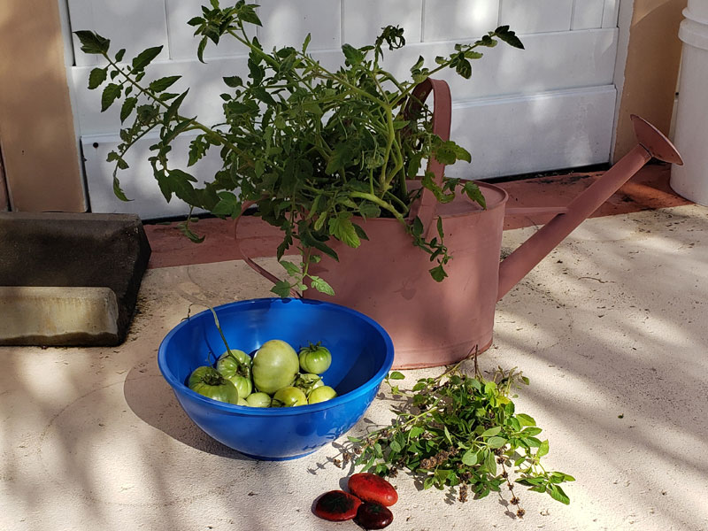 tomato suckers in a watering can