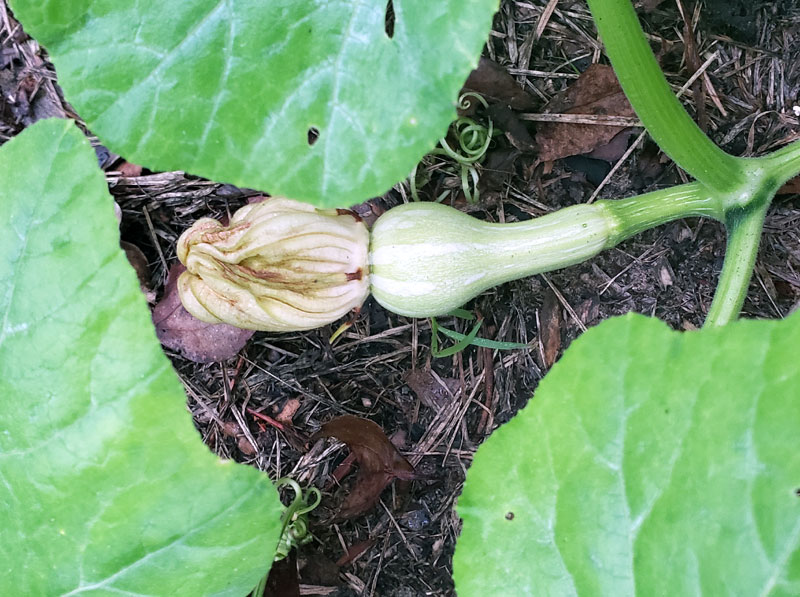 new butternut squash on vine