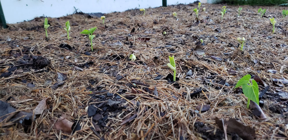 green bean plants sprouting