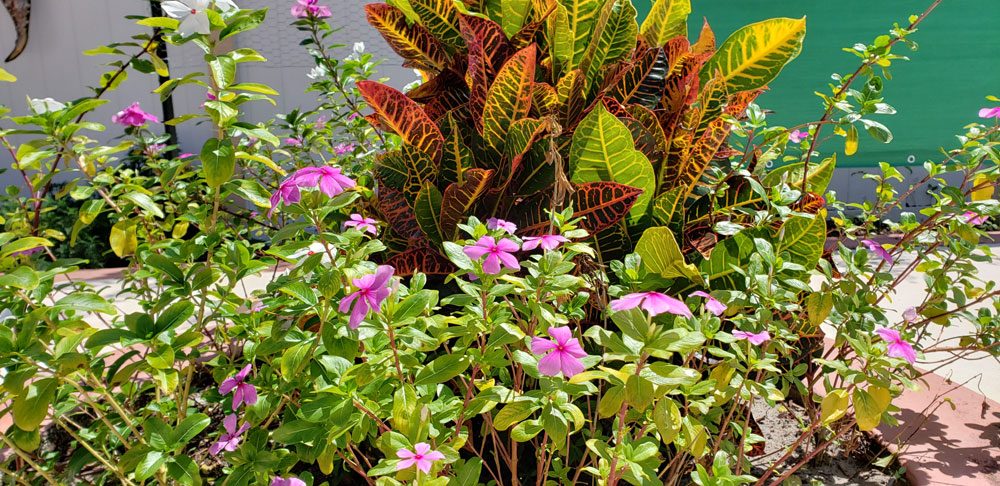 croton and magenta flowers