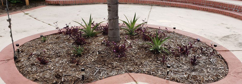 pineapple plants in flower bed with palm tree